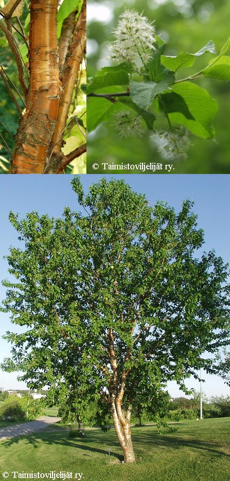 Prunus maackii